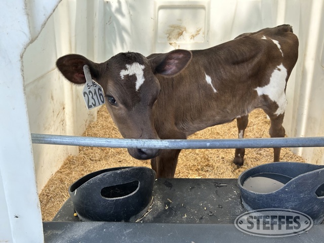 (6 Head) Holstein/Jersey crossbred newborn calves